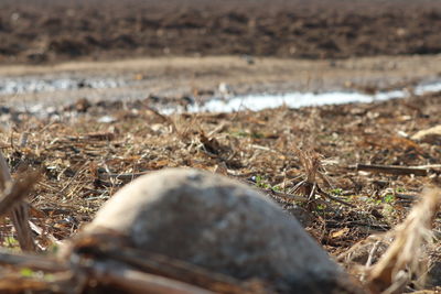 Close-up of animal on beach