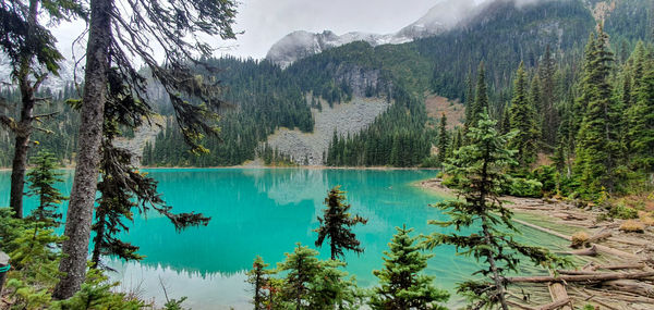 Panoramic view of pine trees by lake in forest