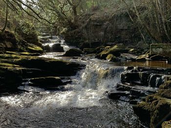 Scenic view of waterfall in forest