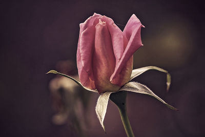 Close-up of pink rose