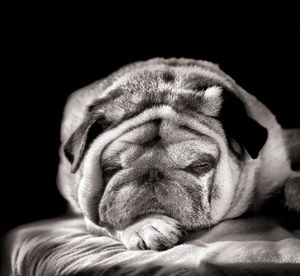 Close-up of a dog sleeping