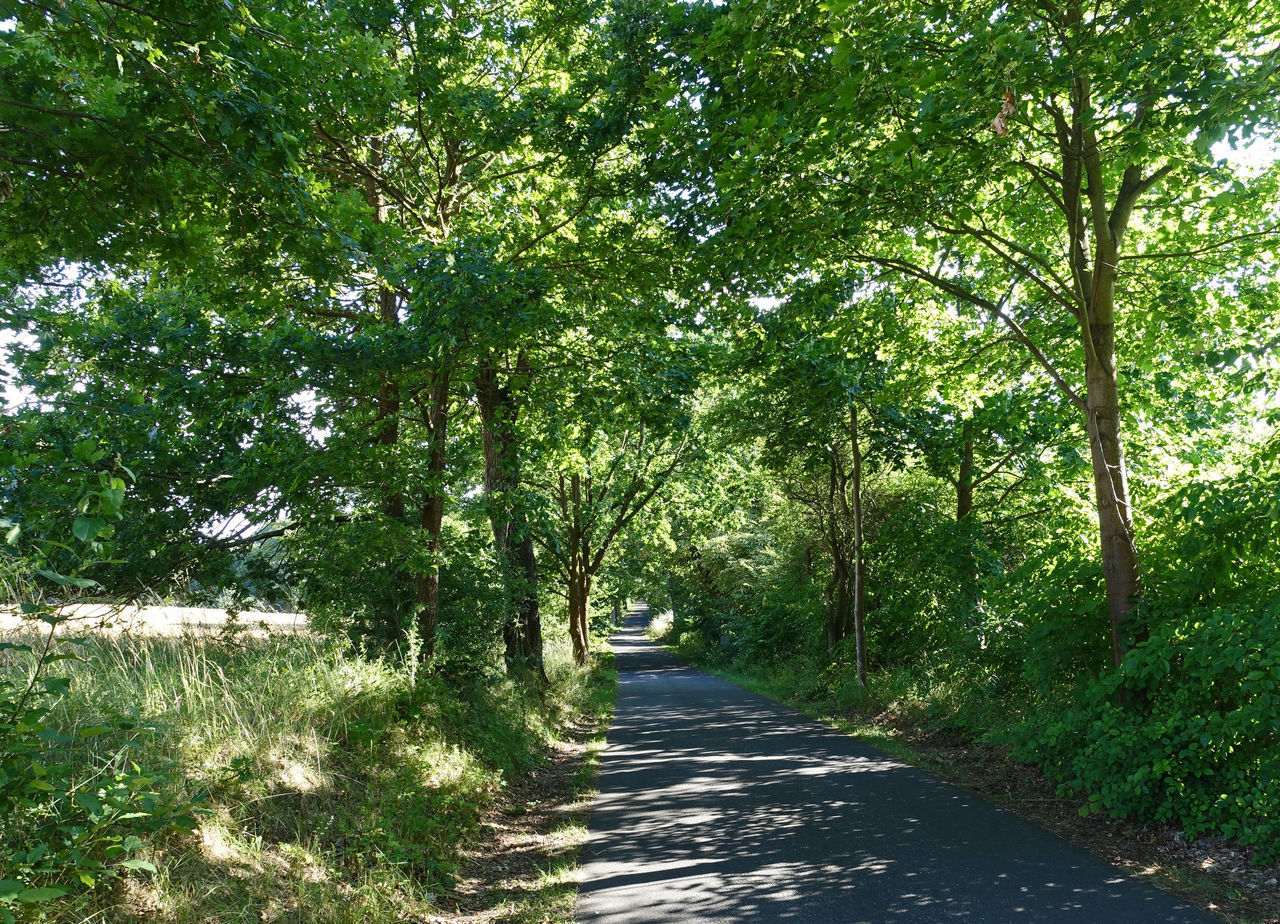 EMPTY ROAD ALONG TREES