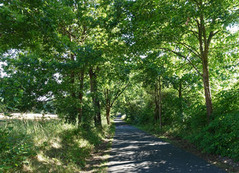 Empty road along trees in forest