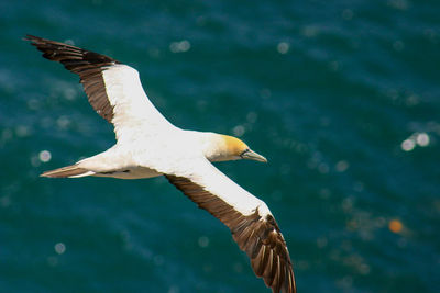 Seagull flying over sea