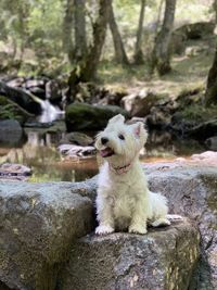 Dog sitting on rock in forest westie tula