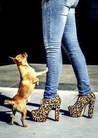 Dog rearing up by woman wearing high heels