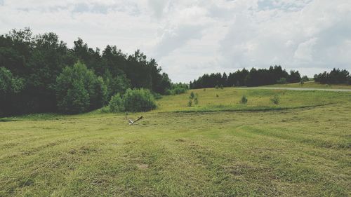 Scenic view of trees on field against sky