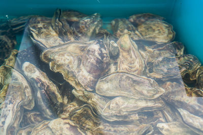 High angle view of fish in sea