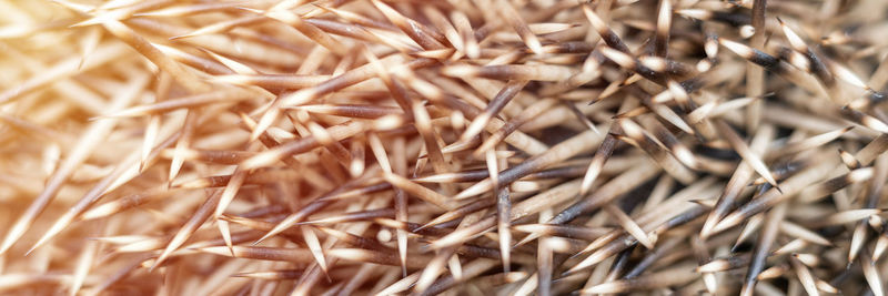 Full frame shot of dried plant