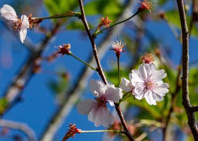 Close-up of cherry blossoms in spring