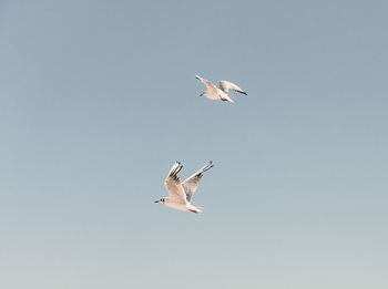 Low angle view of bird flying against clear sky