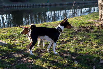 Dog standing in a field