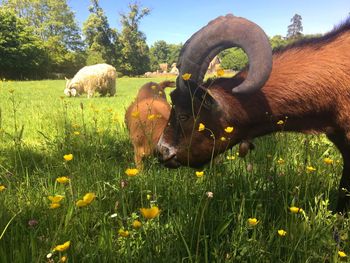 View of sheep on field