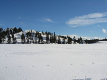 Trees on snow covered landscape against sky