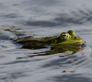 Close-up of frog in water