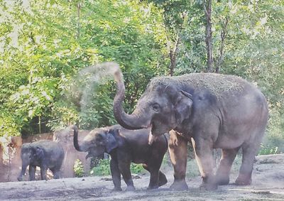 Elephant standing by plants against trees