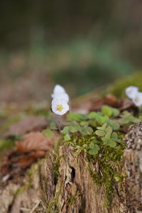 Close-up of white flowering plant on field