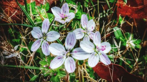 Close-up of purple flowers blooming in field