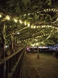 Illuminated trees at night