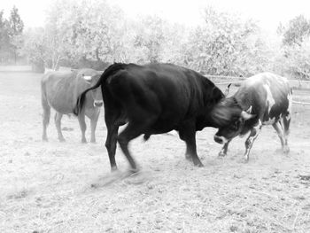 Horses grazing on field