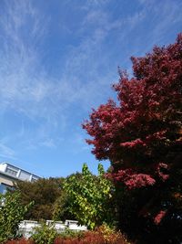 Trees against sky