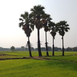 Palm trees on field against clear sky