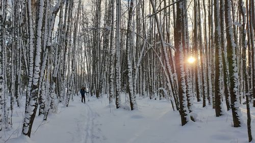 Snow covered trees in forest