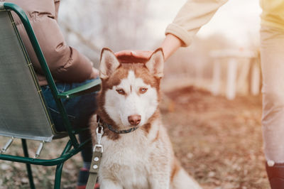 Husky siberian dog. portrait white brown animal pet in autumn rustic and countryside nature forest