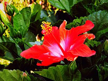 Close-up of red flower