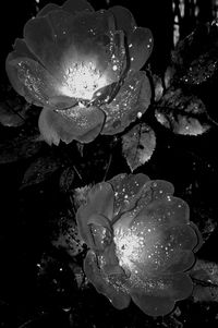 Close-up of water drops on flower