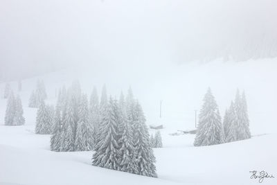 Trees on snow covered landscape against sky