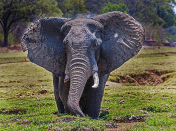 Close-up of elephant on field