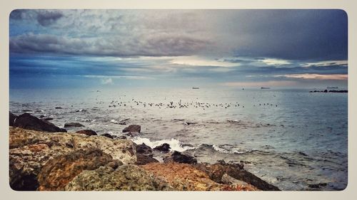 Flock of birds on beach against sky