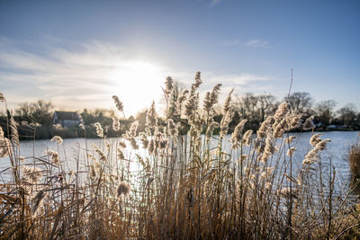 Plants by lake against sky during winter