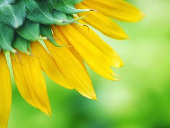 Close-up of yellow flowering plant