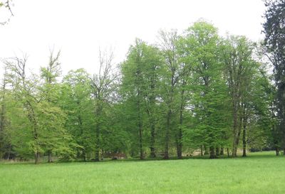 Trees and grass against sky