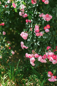 Close-up of white flowering plants on field