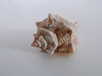 Close-up of seashell on rock against white background