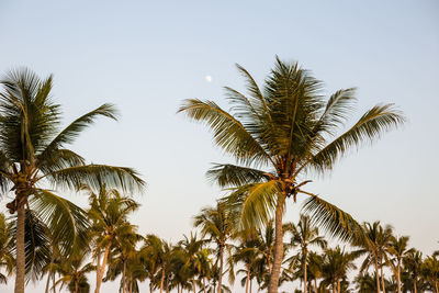 Low angle view of palm trees against clear sky