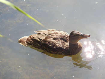 High angle view of duck swimming in lake