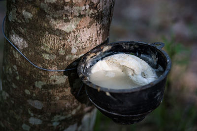 High angle view of bread on tree trunk