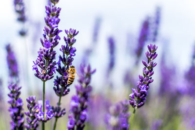 Close-up of bee pollinating on purple flowering plant