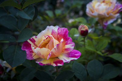 Close-up of pink rose flower