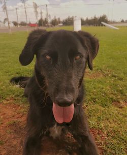 Close-up portrait of black dog on field