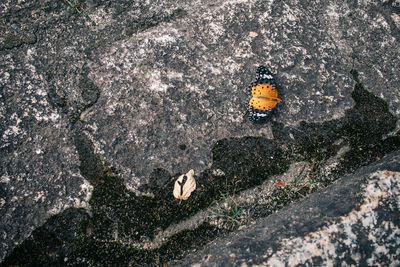 High angle view of bird on rock