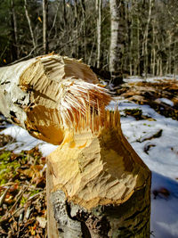 Close-up of mushroom growing on tree stump in forest