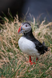 Puffin perching on field