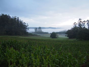 Scenic view of field against sky