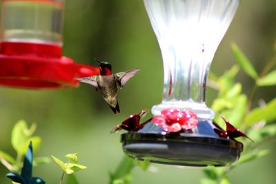 Close-up of bird flying