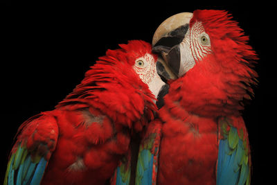 Close-up of red macaws against black background